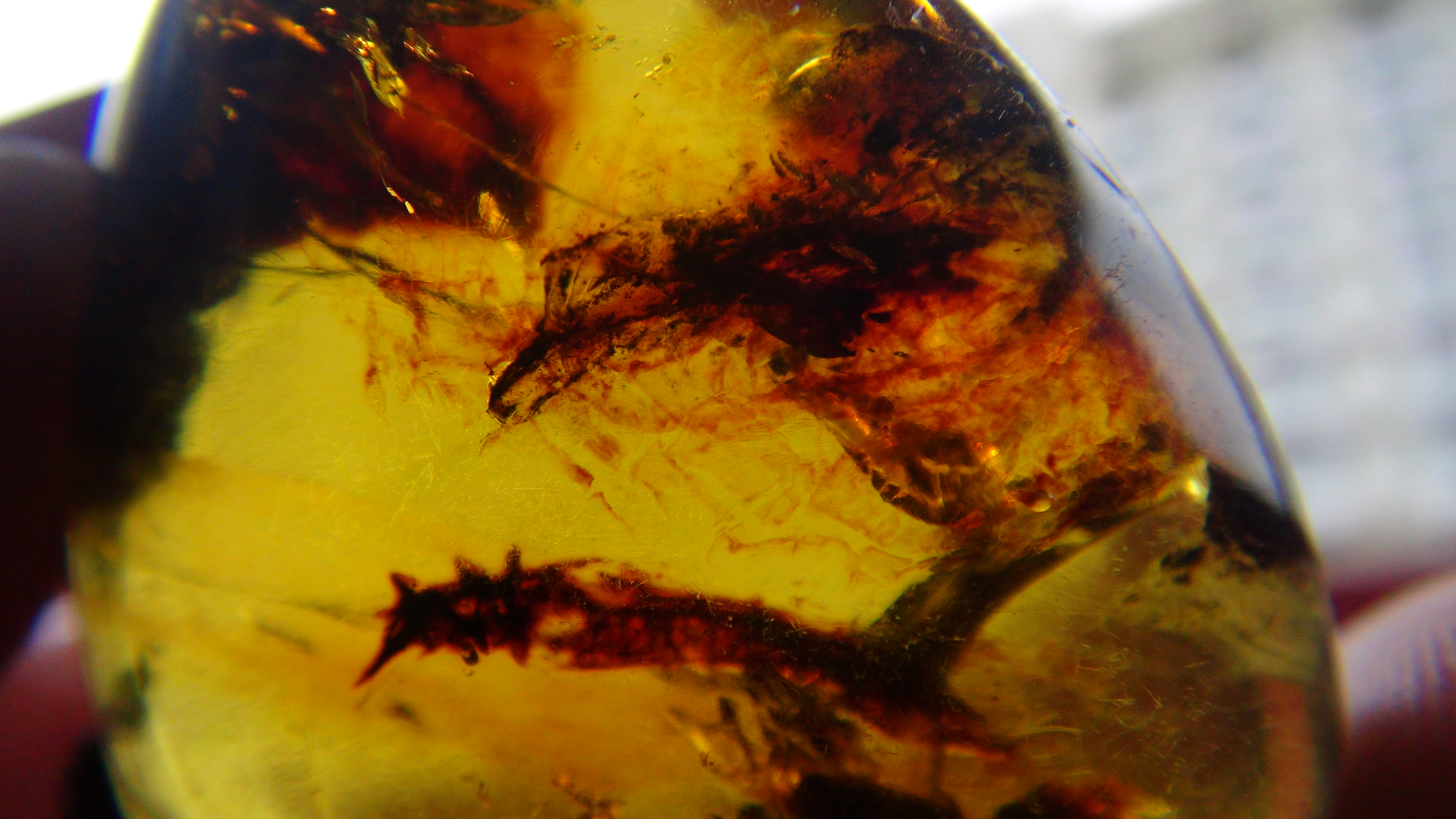 protobat in Cretaceous amber